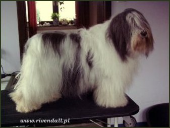 AFERA Rivendall